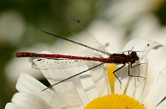 David Plant Photography - Wildlife Photography - Large red damselfly - D